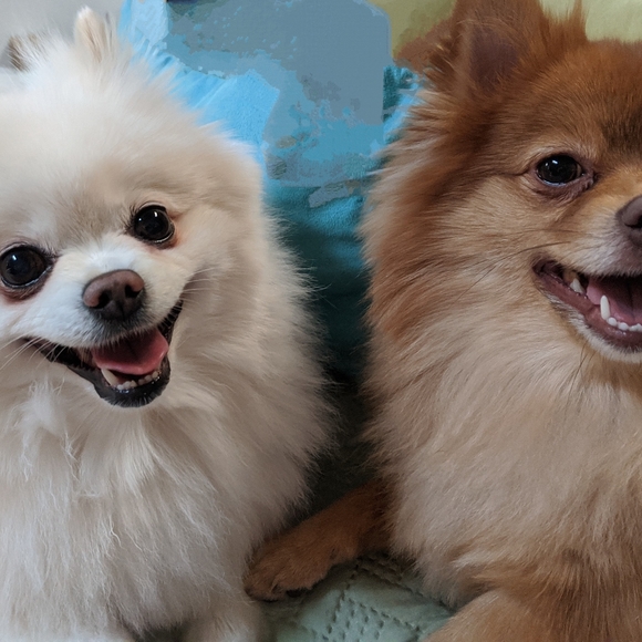 sewcrazylady - LIVE SHOW ❤️ LIKE TO BE NOTIFIED WHEN I GO LIVE!! - Picture 10 of 16